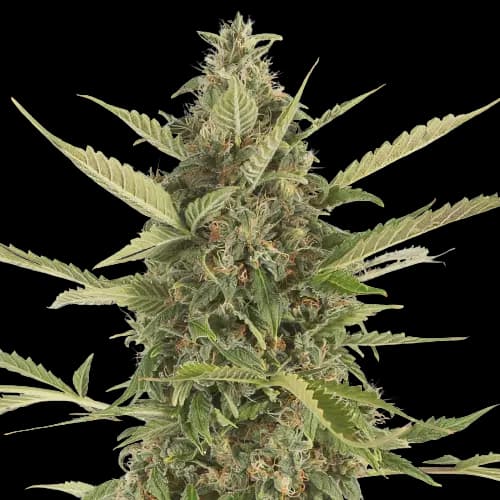 Platinum Bubba Kush cannabis seeds packaging — Royal King Seeds Canada