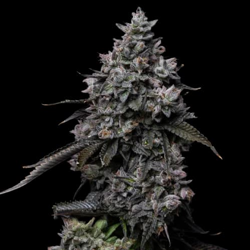 Platinum GSC Feminized