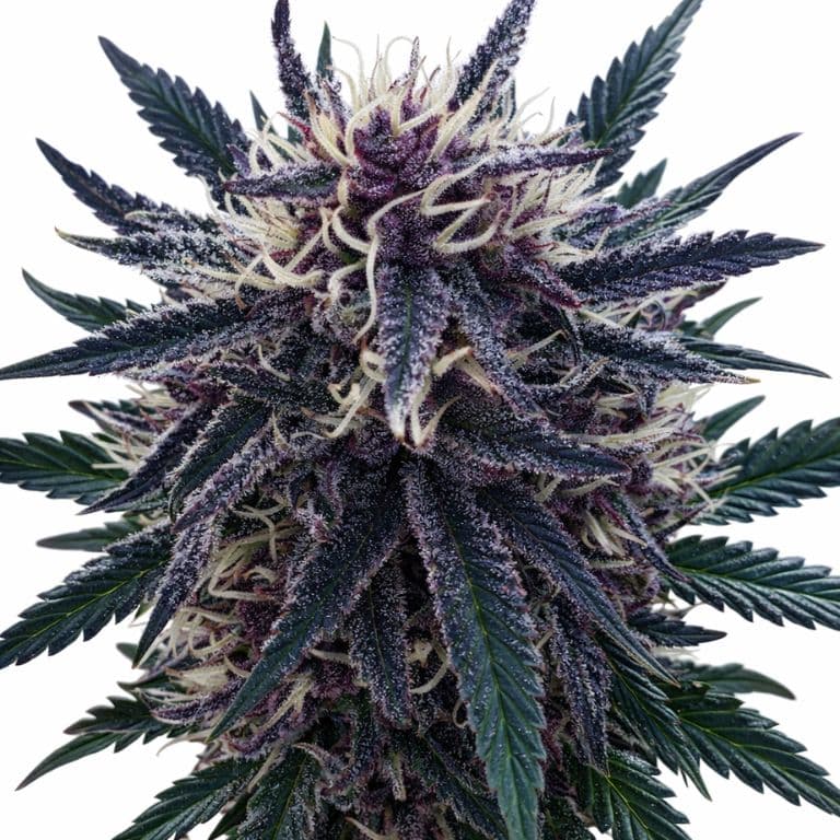 Platinum Purple Kush Feminized