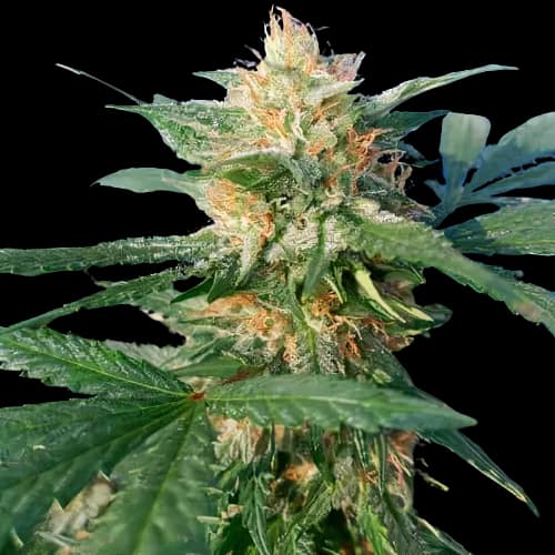 Pluto Kush Autoflower