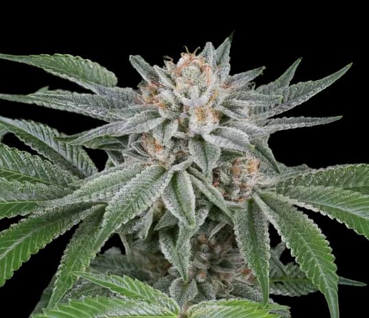Popcorn Kush Feminized