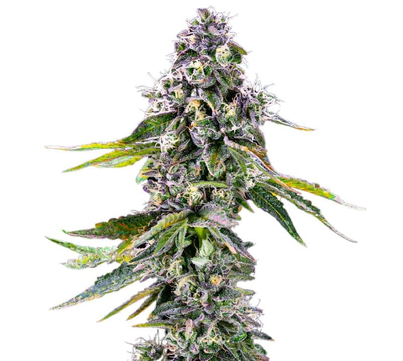 Pot of Gold Feminized