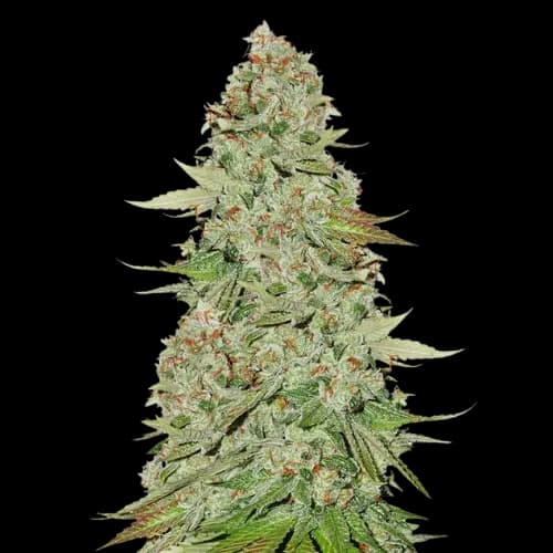 Power Kush cannabis seeds packaging — Royal King Seeds Canada