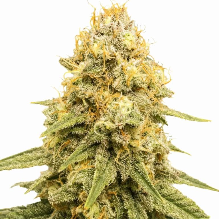 Power Plant Feminized
