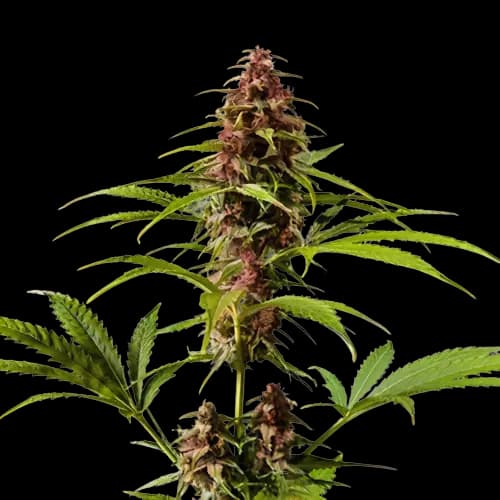 Pre-98 Bubba Kush Autoflower