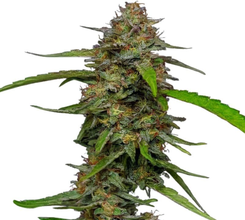 Puna Budder Autoflower