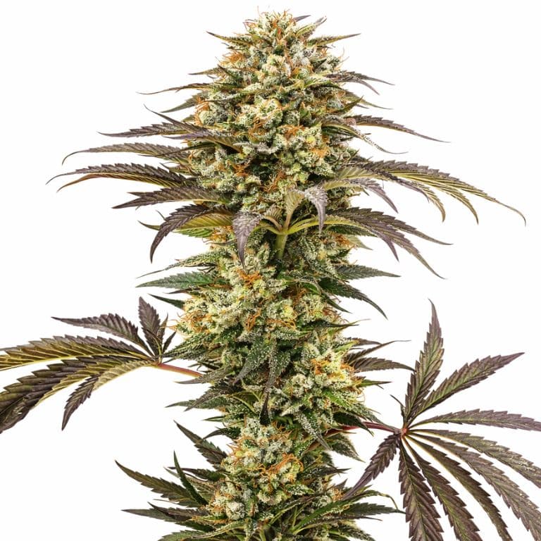 Pure Afghan cannabis seeds packaging — Royal King Seeds Canada