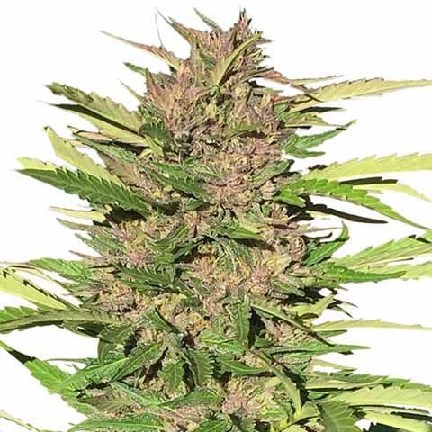 Pure Indica cannabis seeds packaging — Royal King Seeds Canada