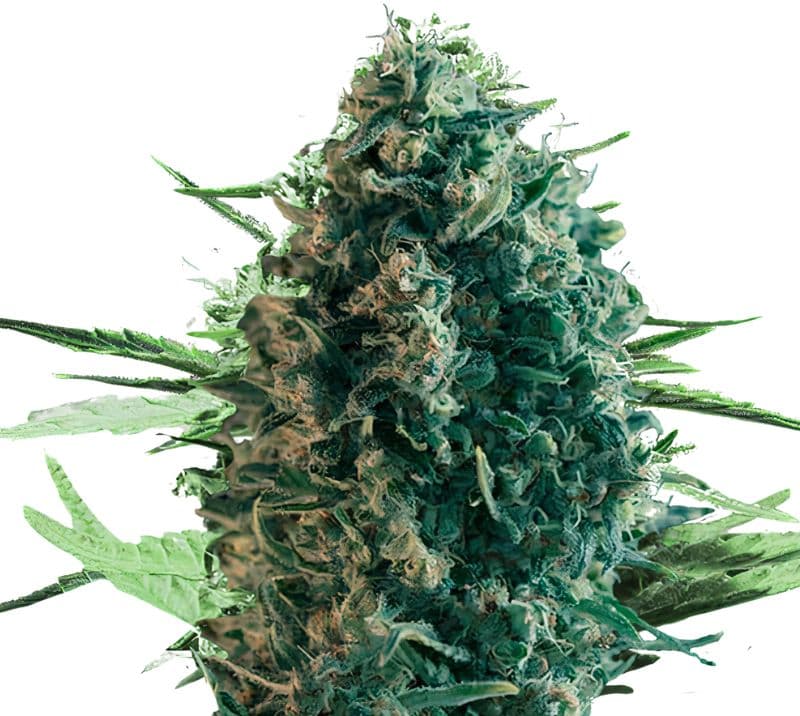 Pure Power Plant Feminized