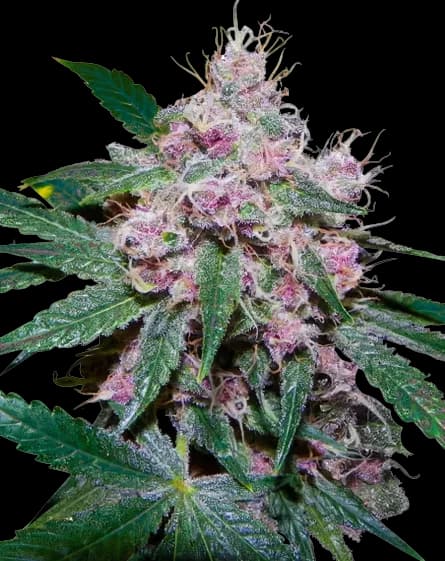 Purple Afghani Autoflower