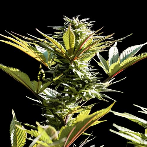 Purple Arrow Autoflower