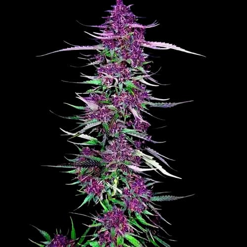 Purple Berry Autoflower