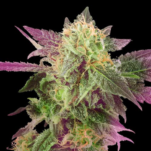 Purple Bubba Feminized