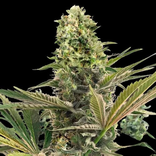 Purple Buddha Feminized