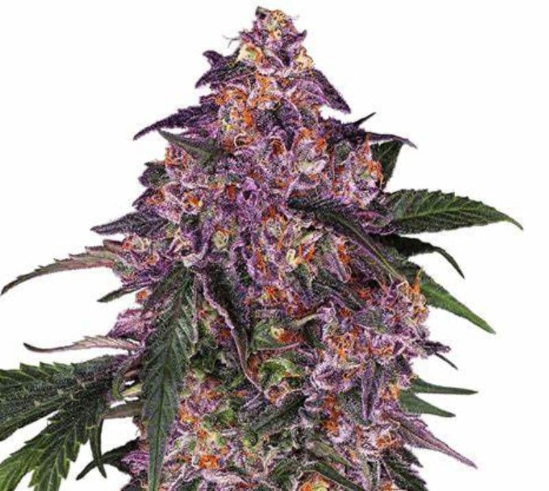 Purple Bush Feminized