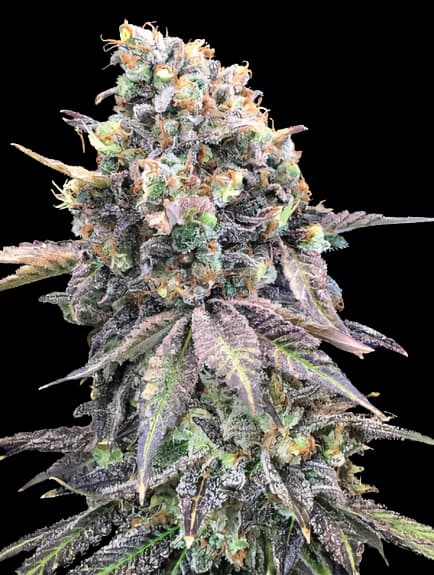 Purple Candy Autoflower