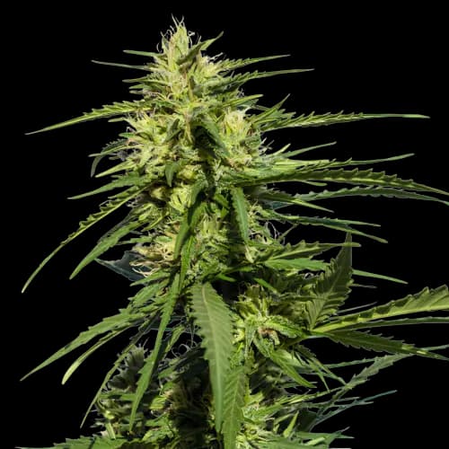 Purple Chemdawg Autoflower
