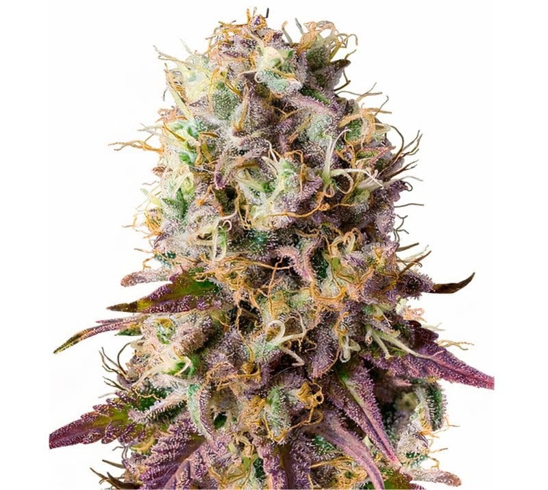 Purple Cotton Candy Autoflower