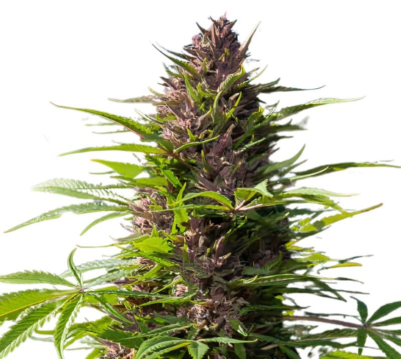 Purple Dragon Autoflower