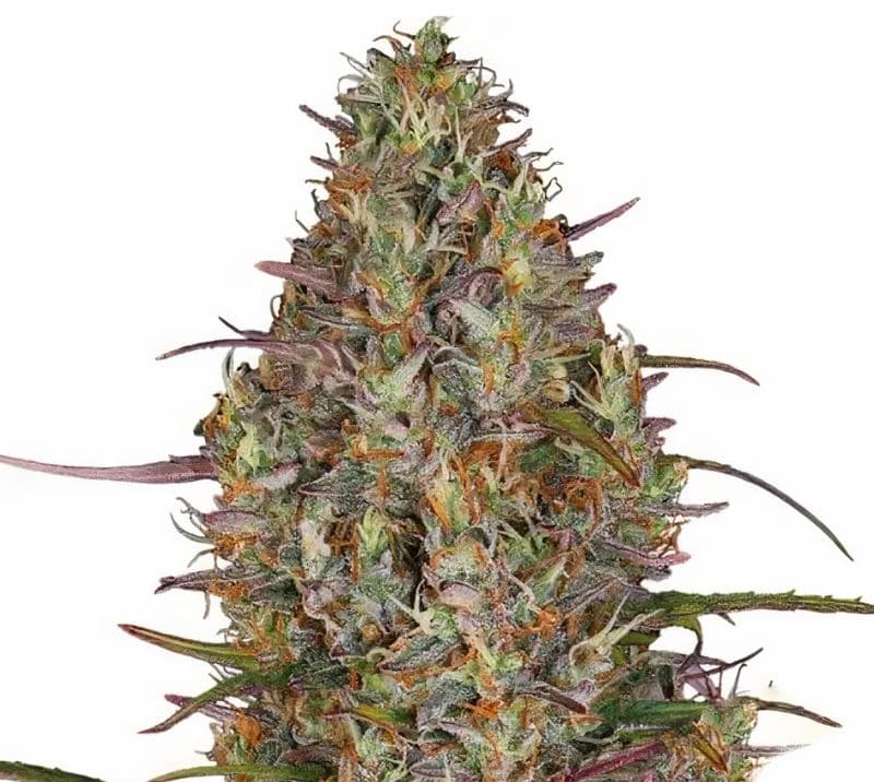 Purple Elephant Feminized