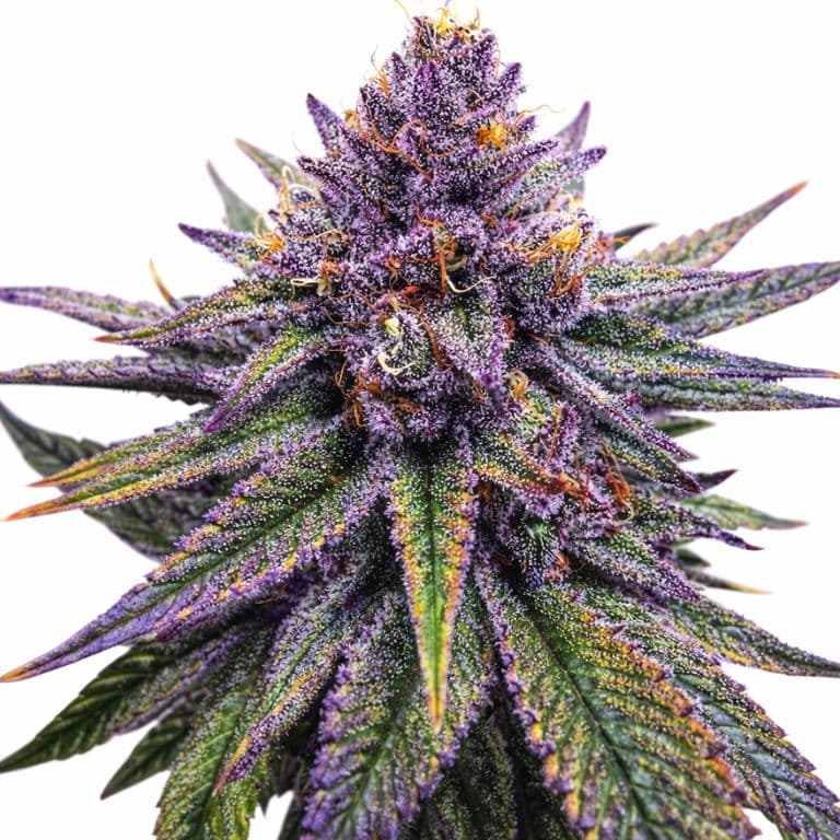Purple Haze cannabis seeds packaging — Royal King Seeds Canada