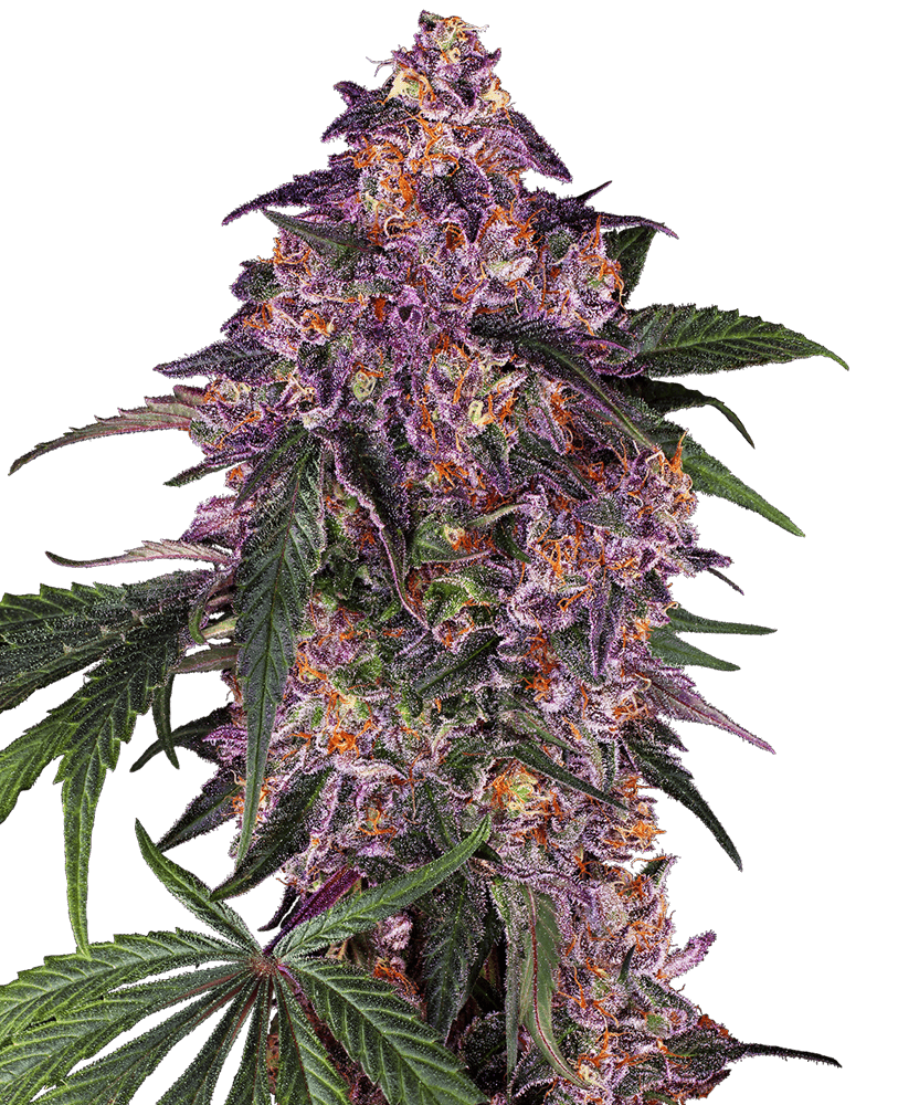 Purple Hindu Kush Feminized