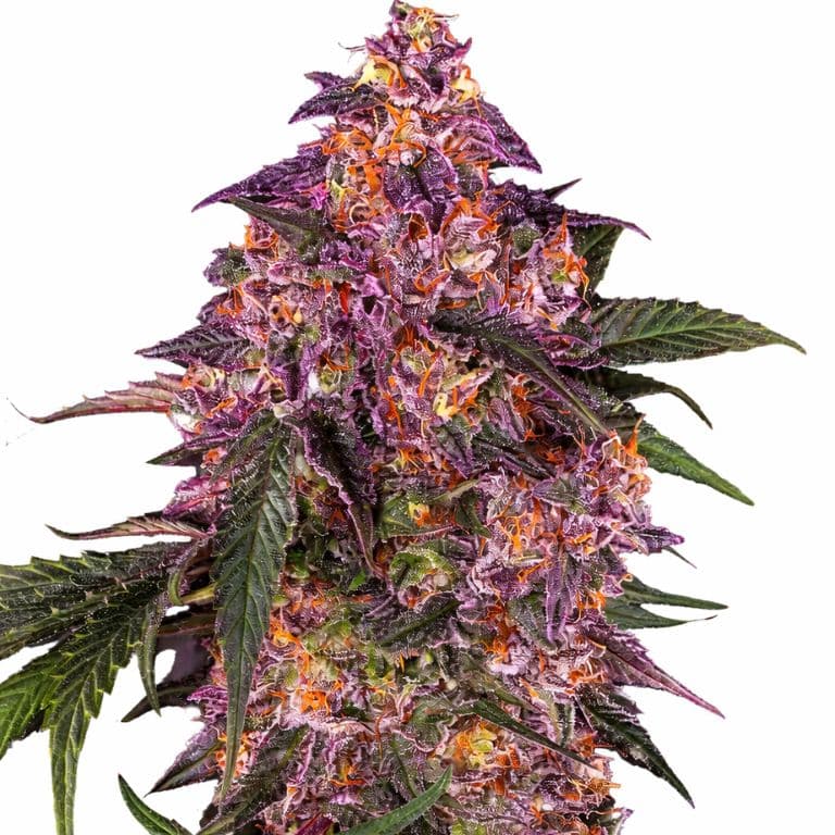 Purple Kush Autoflower