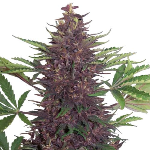 Purple Martian Kush Autoflower