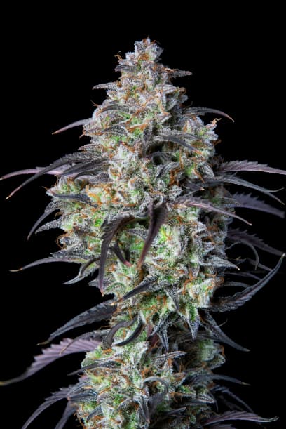 Purple Monkey Balls Autoflower