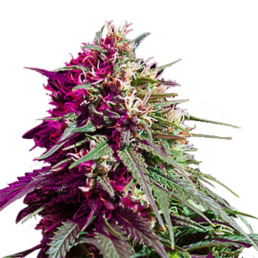 Purple Nepal Candy Autoflower