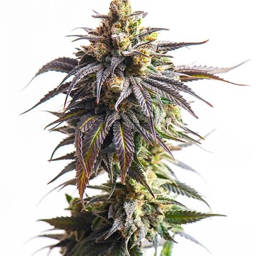 Purple Pantera Feminized