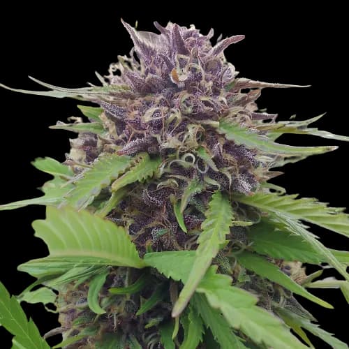 Purple Panty Dropper Feminized