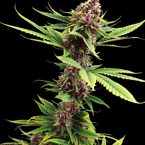 Purple Passion Autoflower