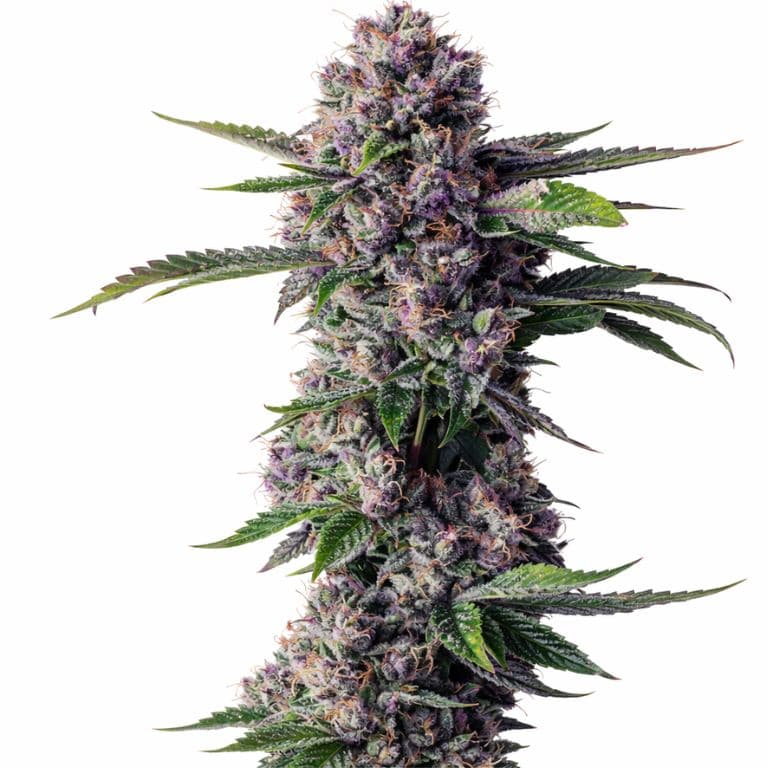 Purple People Eater Feminized