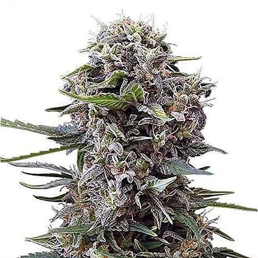 Purple Sage Autoflower