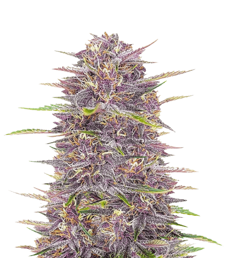 Purple Sour Diesel Auto