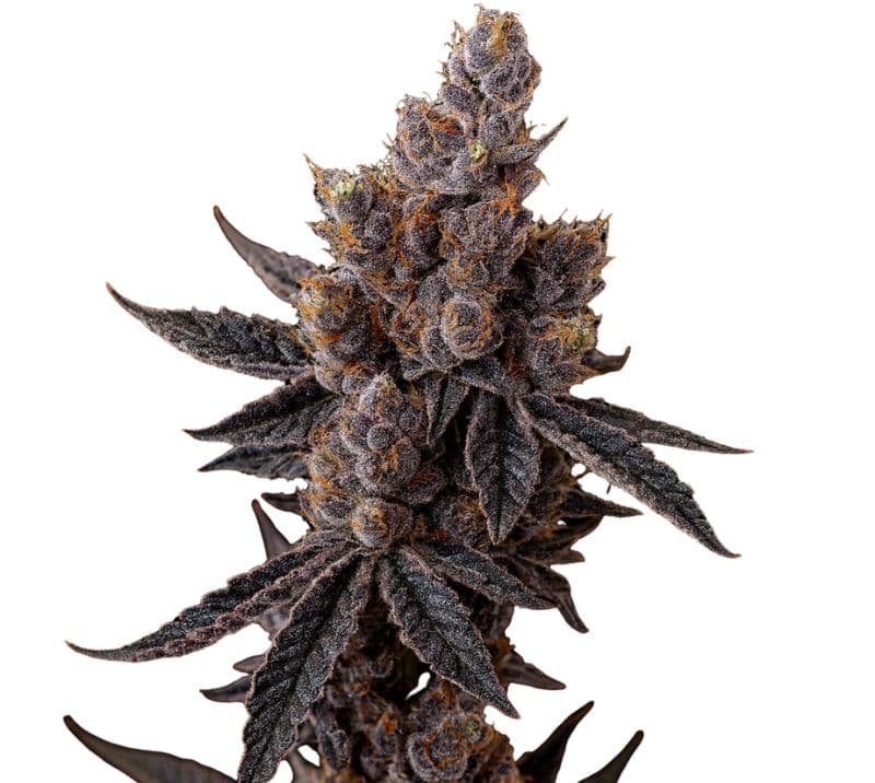 Purple Star Autoflower