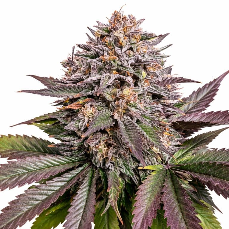 Purple Urkle Feminized