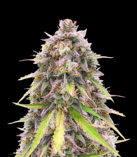 Purple Wreck cannabis seeds packaging — Royal King Seeds Canada