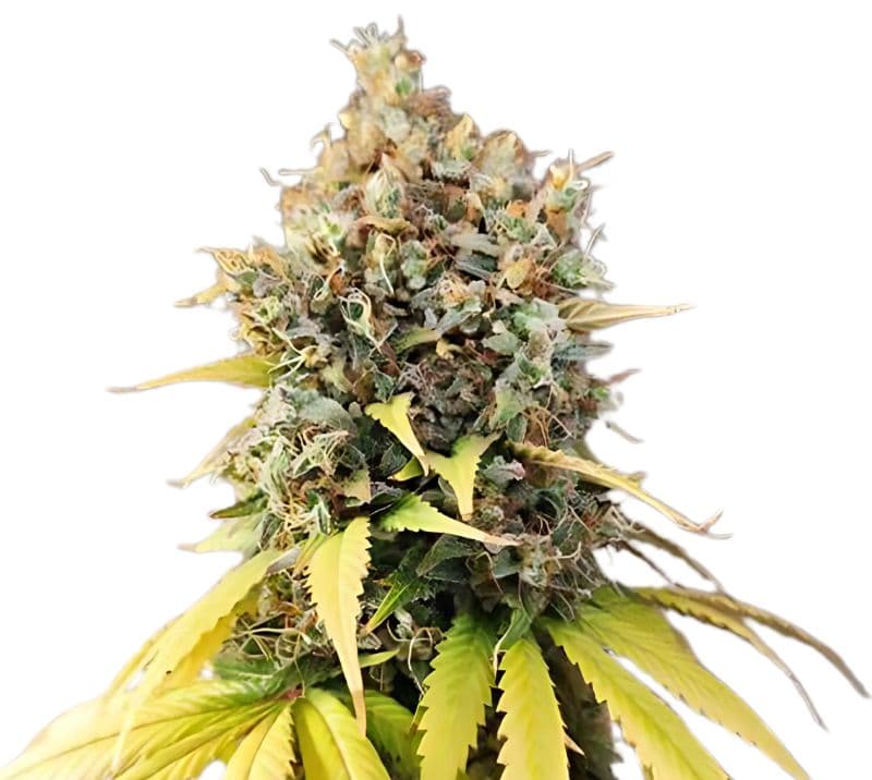 Quin-N-Tonic Autoflower