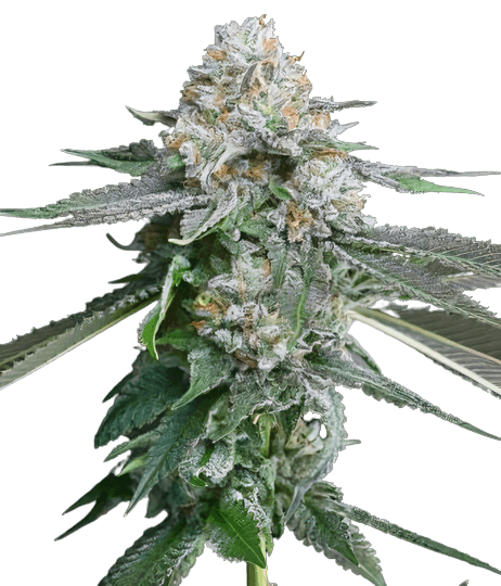 Race Fuel OG cannabis seeds packaging — Royal King Seeds Canada