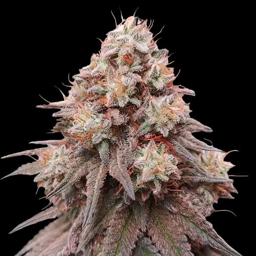 Rainbow Glue Feminized