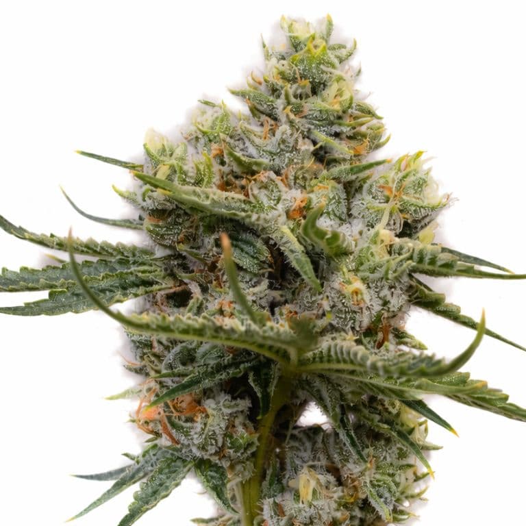 Raisinberry Autoflower