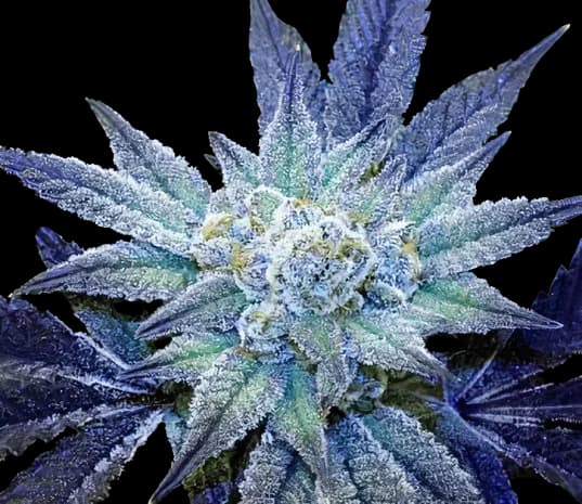 Rare Dankness #1 Feminized
