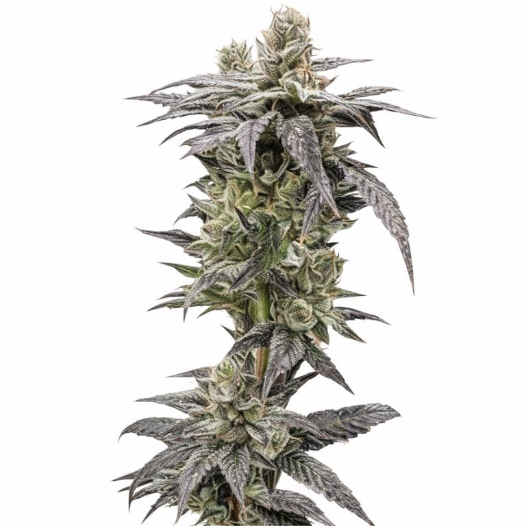 Rare Darkness cannabis seeds packaging — Royal King Seeds Canada