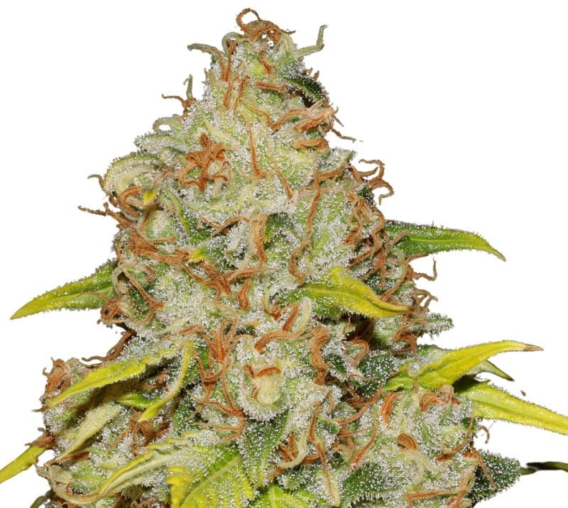 Reclining Buddha Autoflower