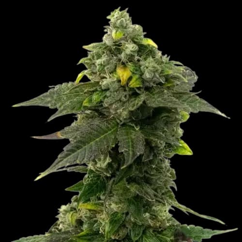 Red Bruce Feminized