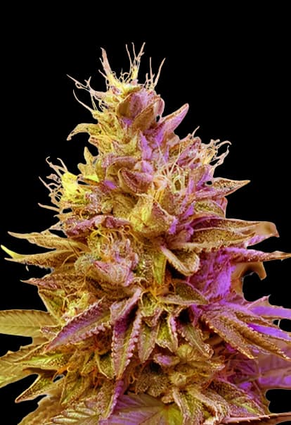 Redwood Kush cannabis seeds packaging — Royal King Seeds Canada