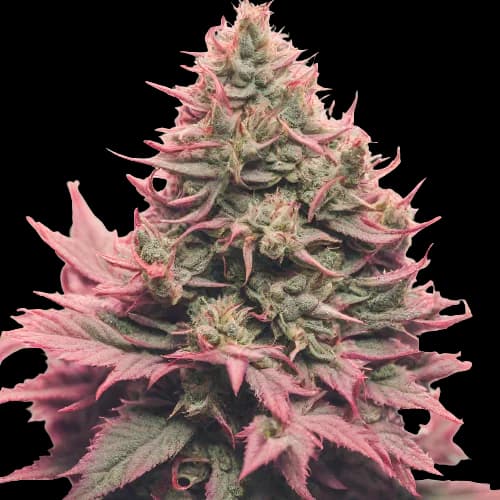 Remo Chemo Feminized