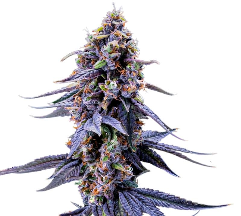 Rene Mist Feminized